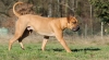South-African-Mastiff.jpg