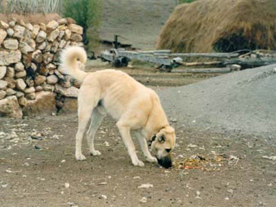 Kangal Dog
Pictures have taken in Sivas region
