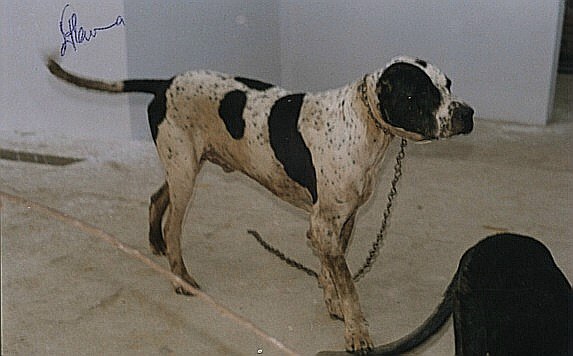 Bully Kutta - Dagger
Pictures submitted by Hammad
