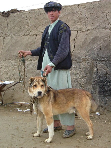Koochee Dog near Aqcha, Afhganistan, 11-Jan-2006, taken by Orhan YILMAZ
