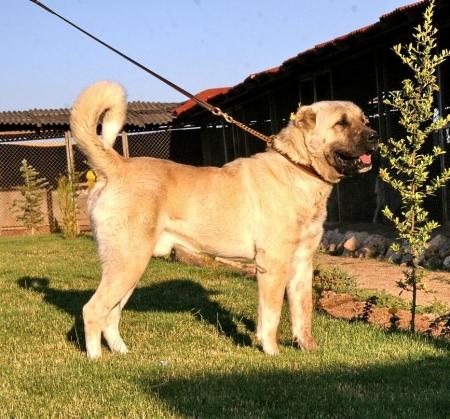 12 M.O. MONSTER ZORBA

